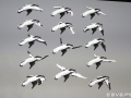 Watermark_C7D_7166