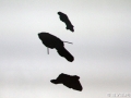 Watermark_C7D_7177