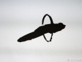 Watermark_C7D_7190